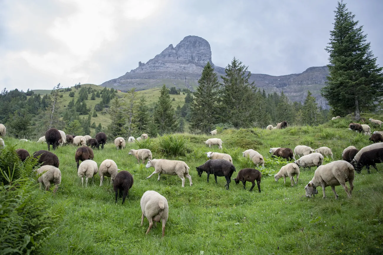 Swiss farmers dump dead sheep in protest against rising number of wolves