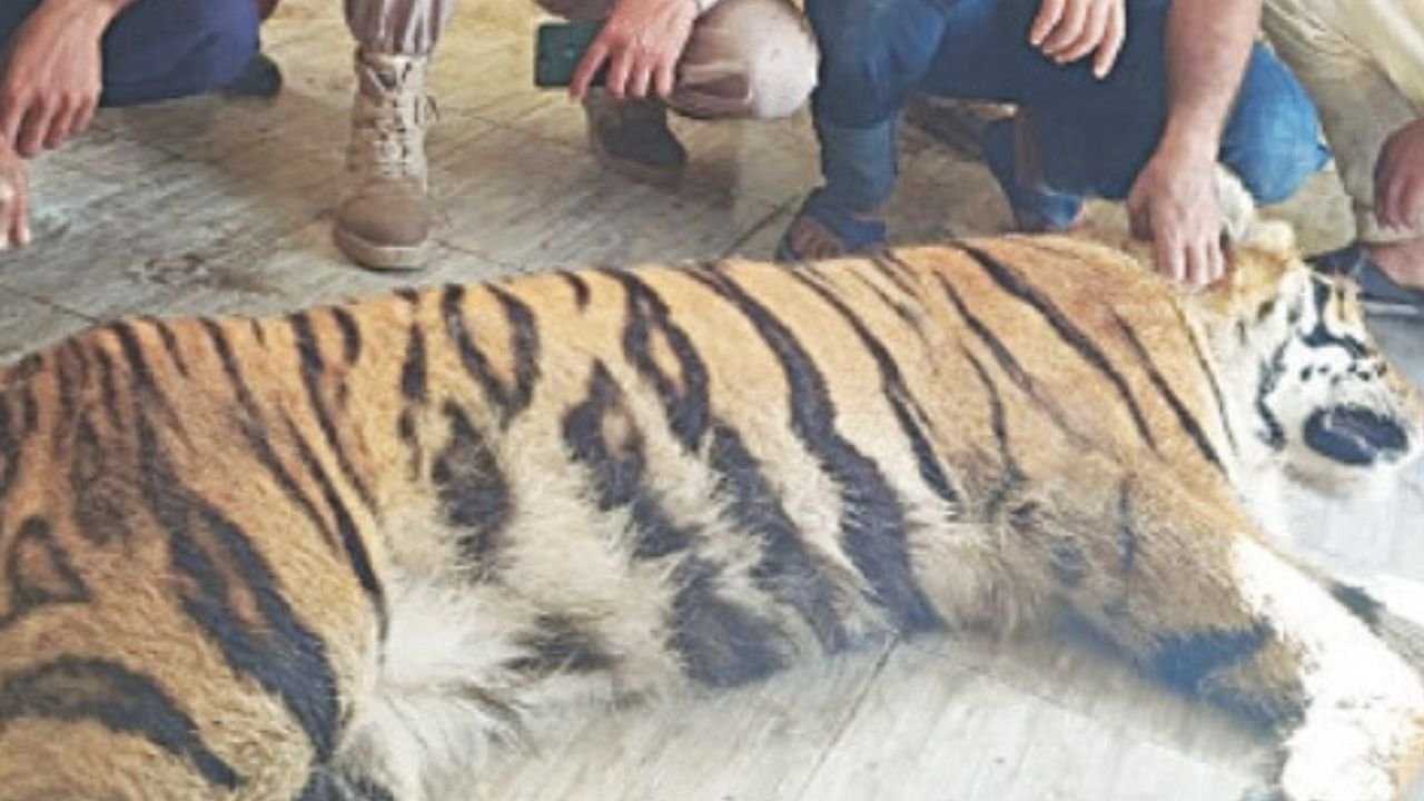 Tigress injures two near Multan as it escapes during transportation