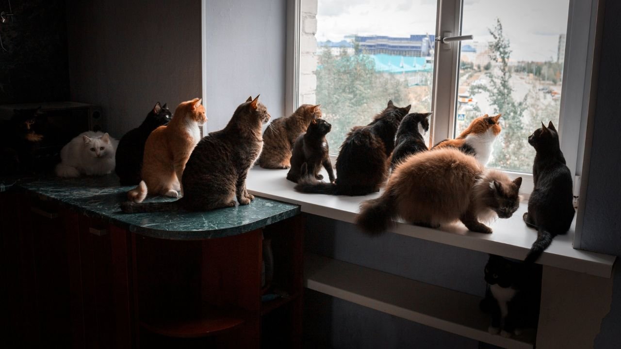 French couple sentenced for keeping 159 cats, seven dogs