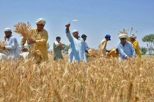 Millions of wheat farmers in South Punjab caught in difficult situations