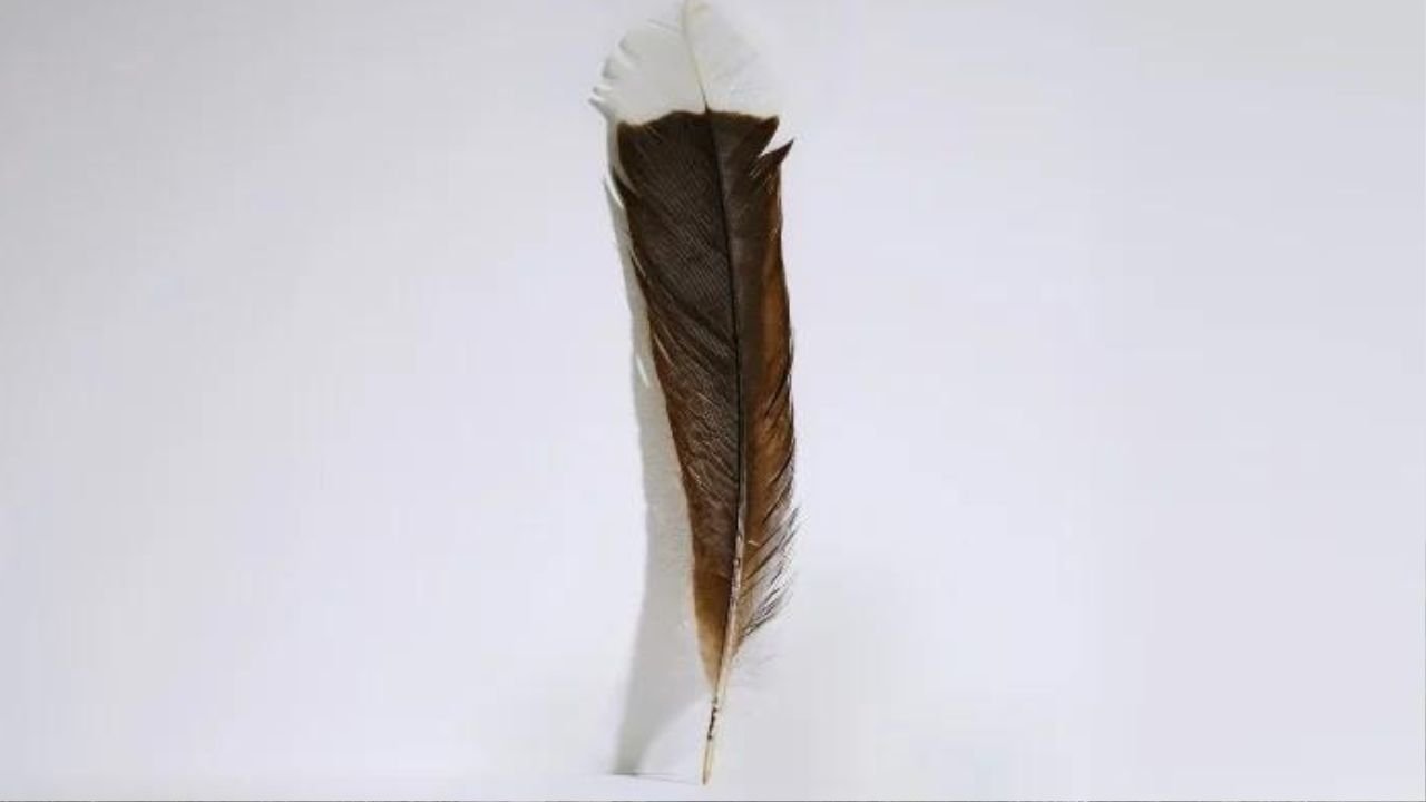 Par ko lag gaye par; auction of most expensive feather in the world