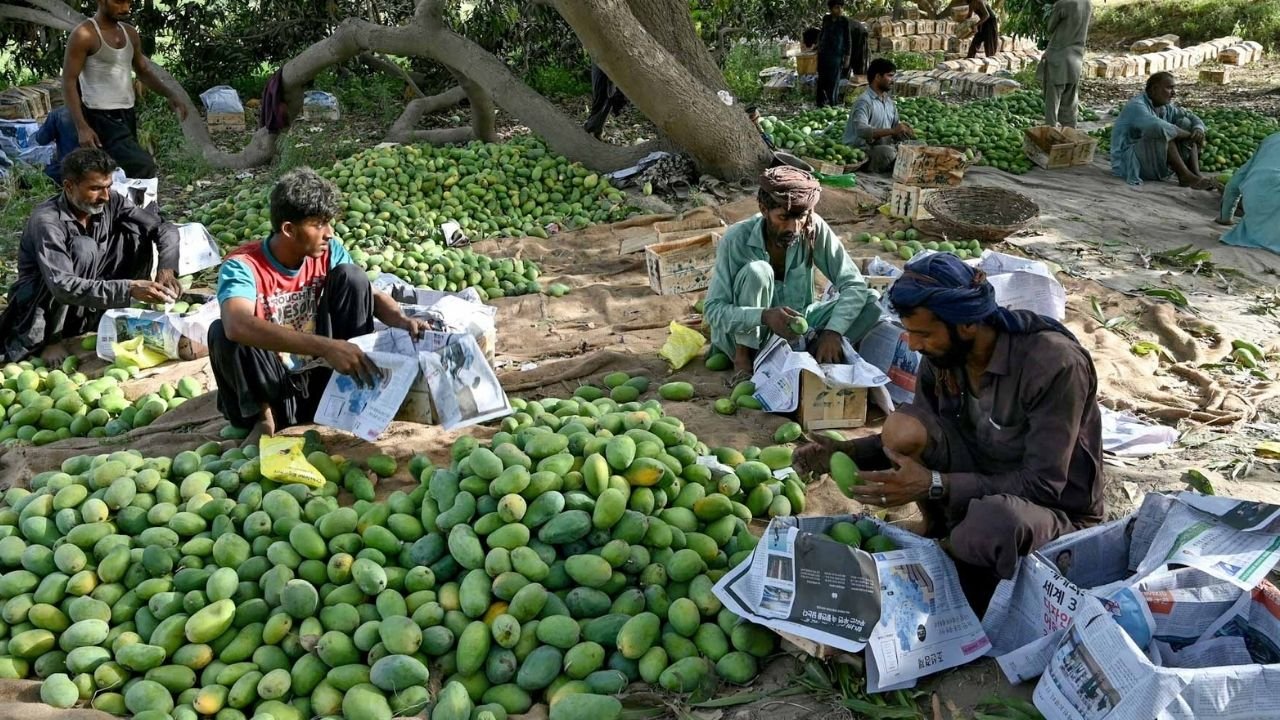 Pakistan farmers pin poor mango crop on climate change