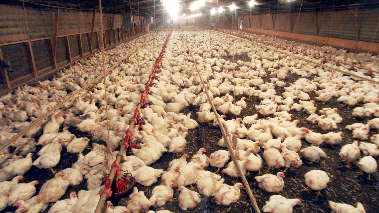 From donkey meat to dead chicken, authorities shut down another ‘meat’ shop