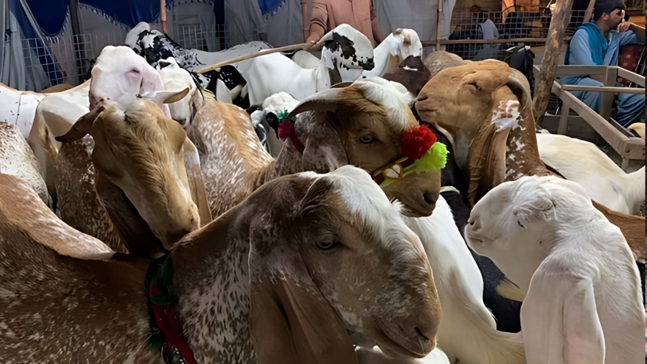 Truck full of bakras robbed in Karachi