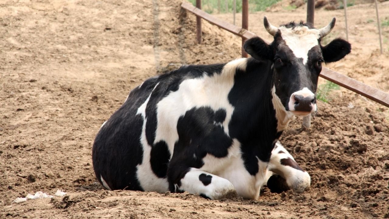 Dozens of cattle die in Karachi heat
