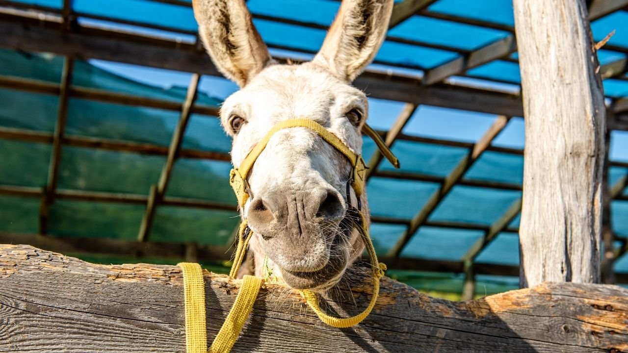 Export of donkey skin, meat from Pakistan to China confirmed