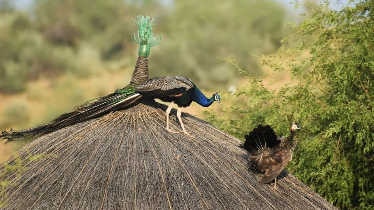 30 peacocks die in Thar’s extreme heat; many unwell