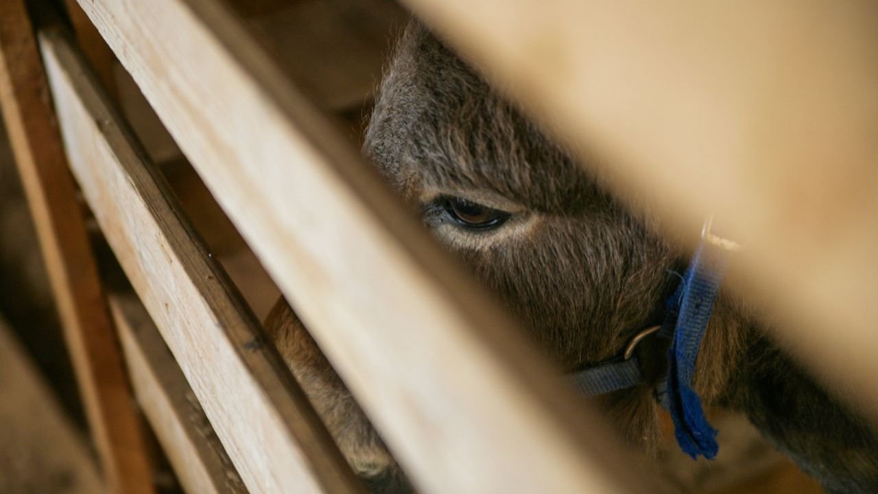 Landlord arrested for injuring donkey with axe in Sargodha