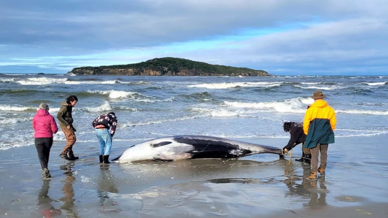 World’s rarest whale washes up on New Zealand beach