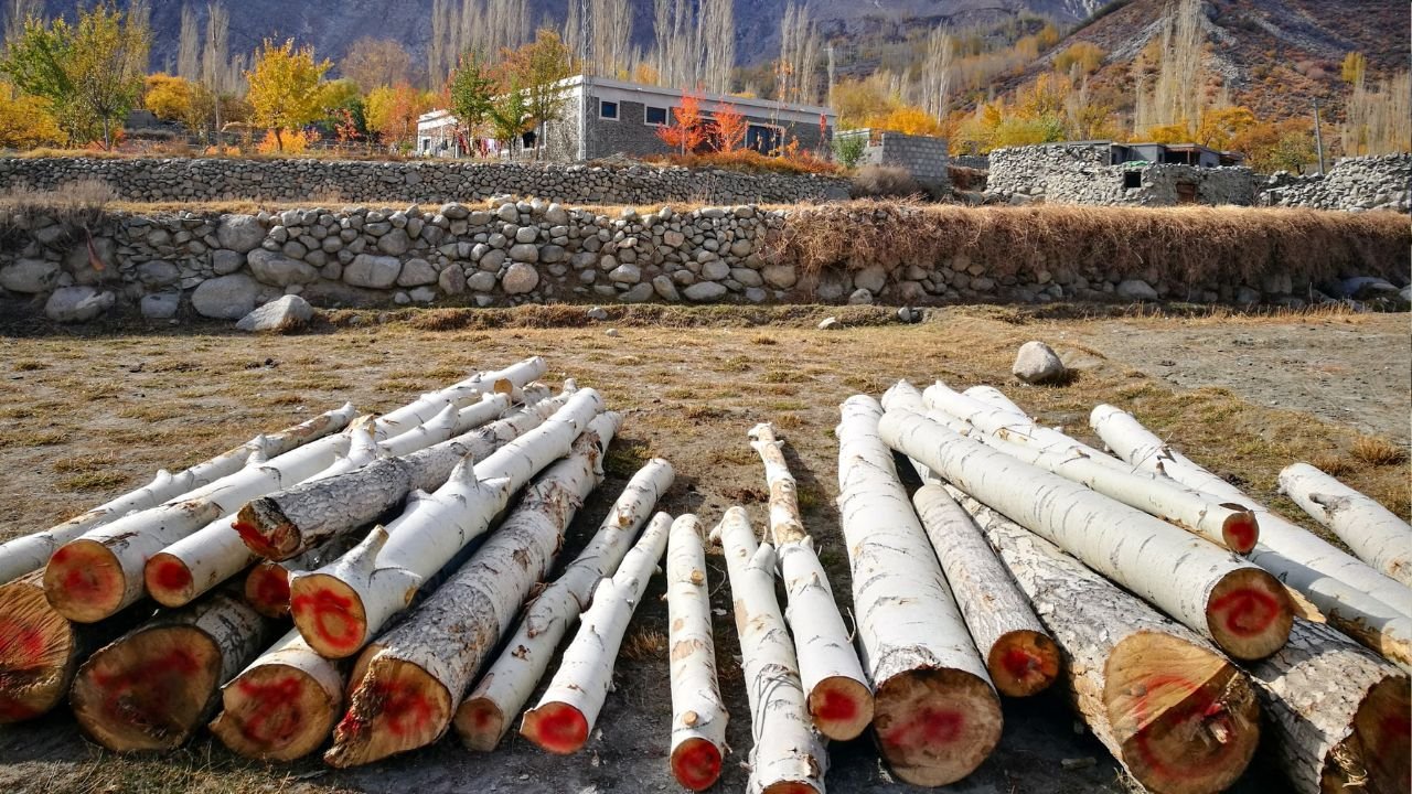 Khyber Pakhtunkhwa government faces criticism over large-scale deforestation