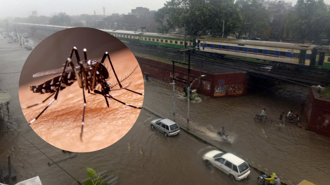 Dengue cases rise amid monsoon rains in Lahore