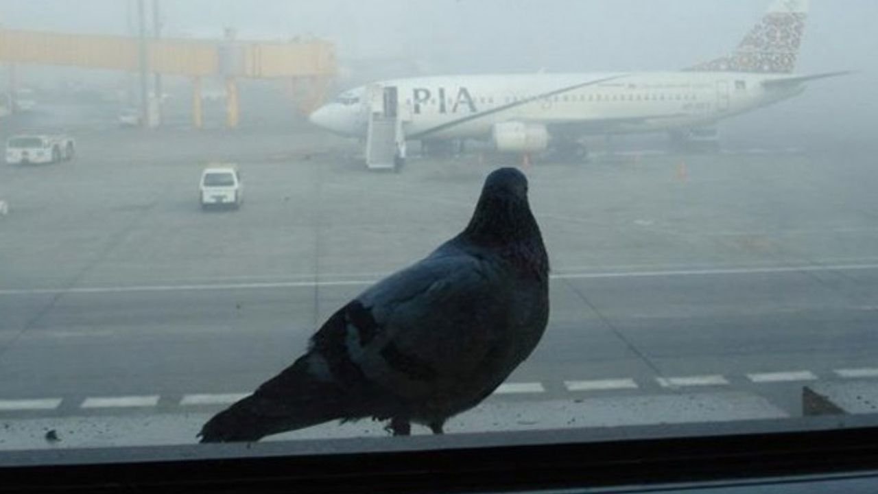 Bird strikes increase at domestic airports; PIA faces crores in losses