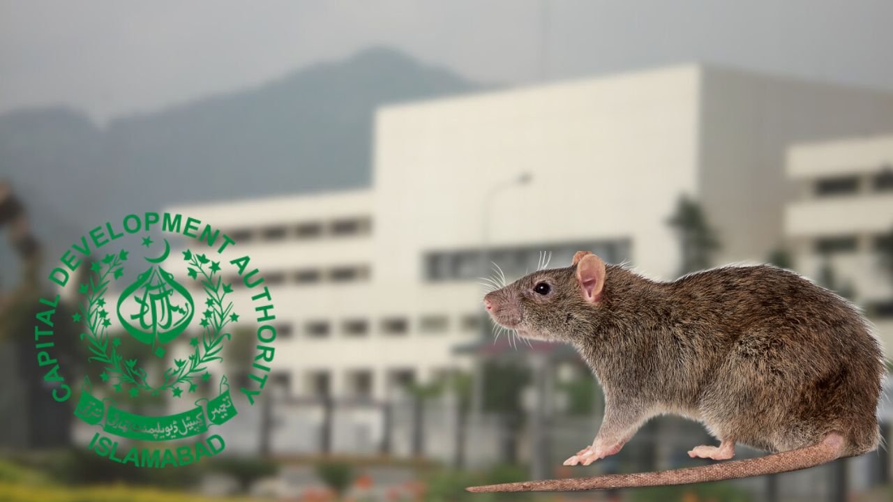 What’s the budget for hiring cats to hunt rats in Parliament?