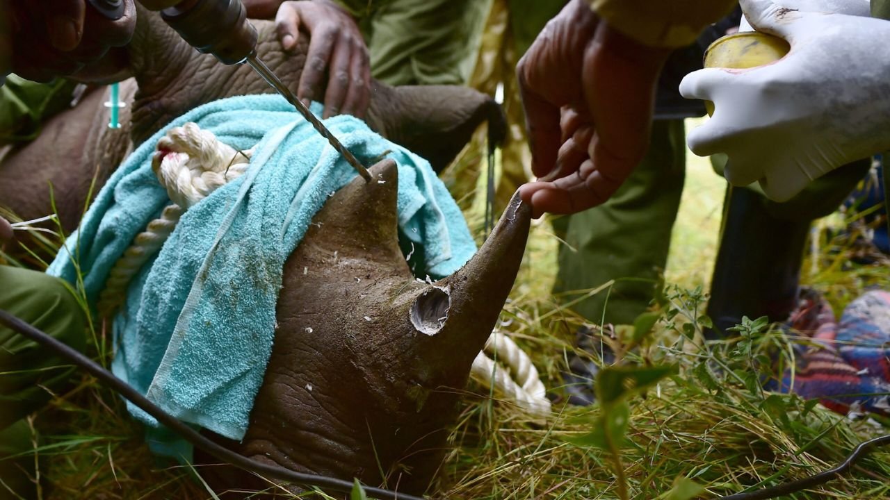Indonesia arrests man for selling Rhino Horn via social media