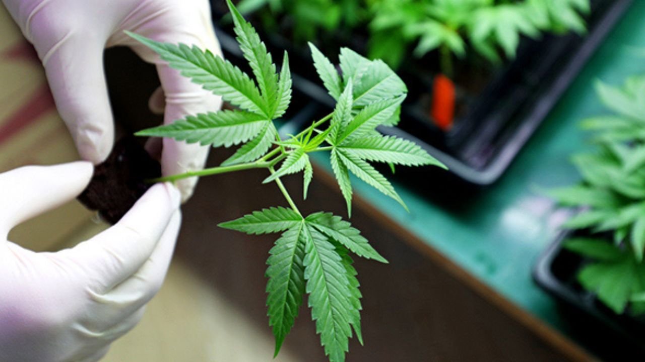 Senate committee approves Cannabis Authority Bill in landmark decision